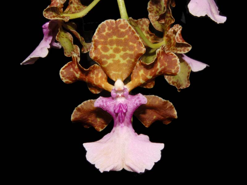 oncidium_lanceanum2_ws_cd