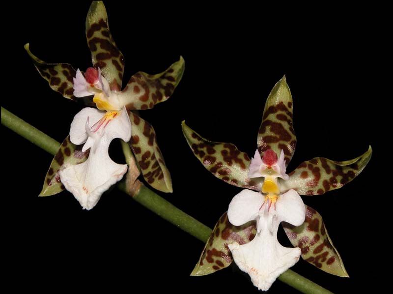 oncidium_leucochilum_cd