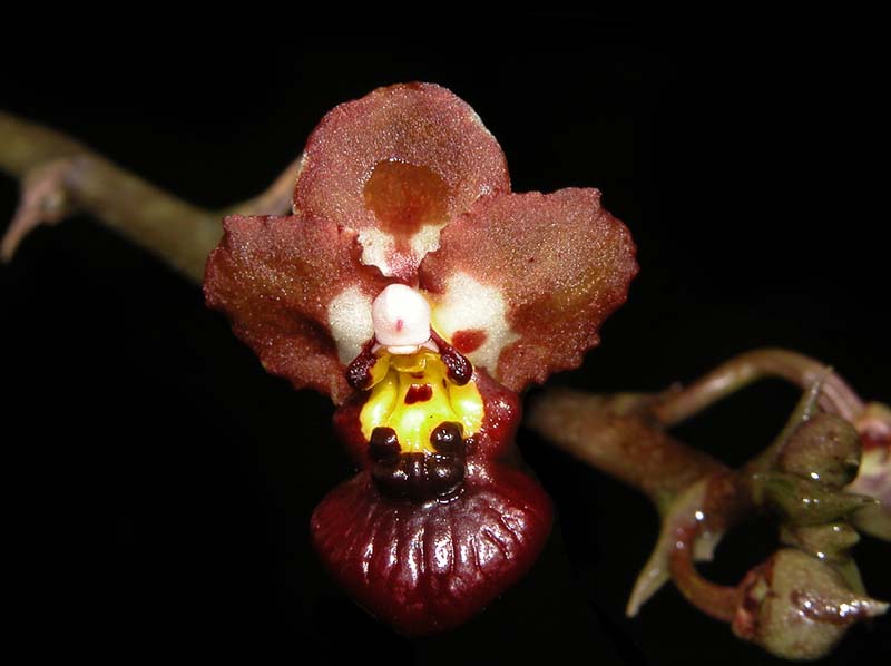 oncidium_lindenii_ws_cd