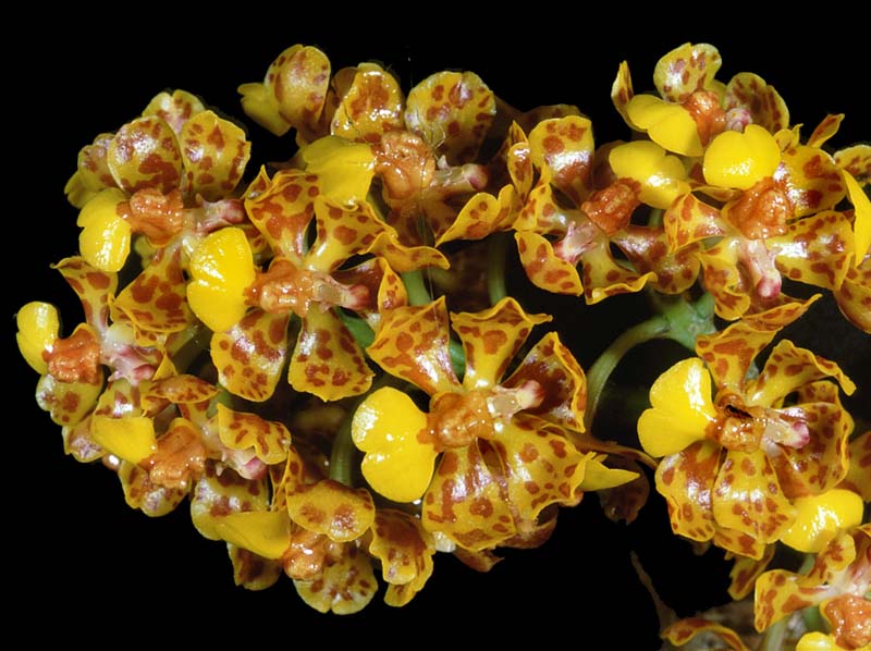 oncidium_nanum_MB_cd