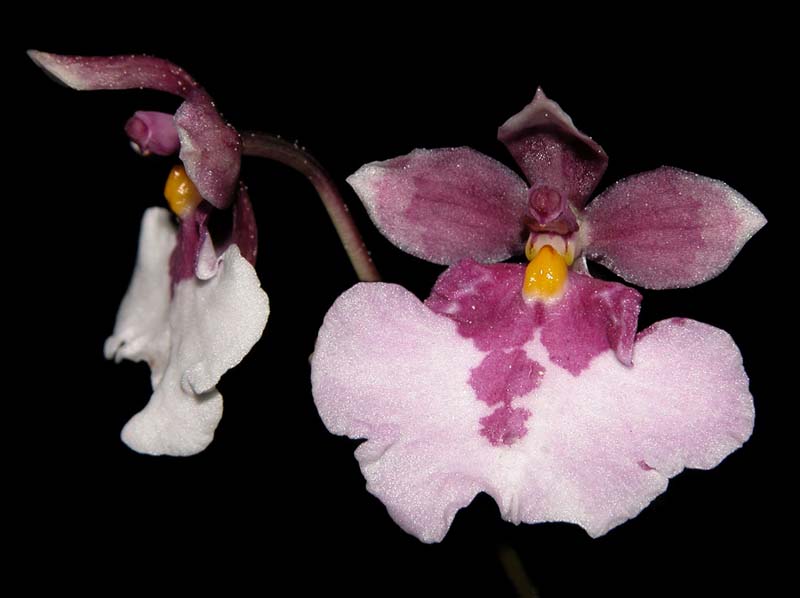 oncidium_nubigenum2_cd