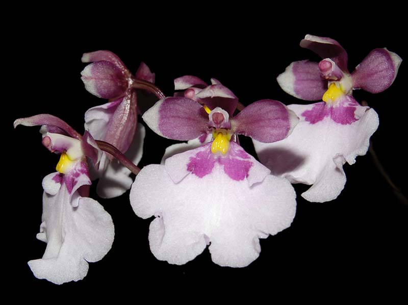 oncidium_nubigenum3_cd