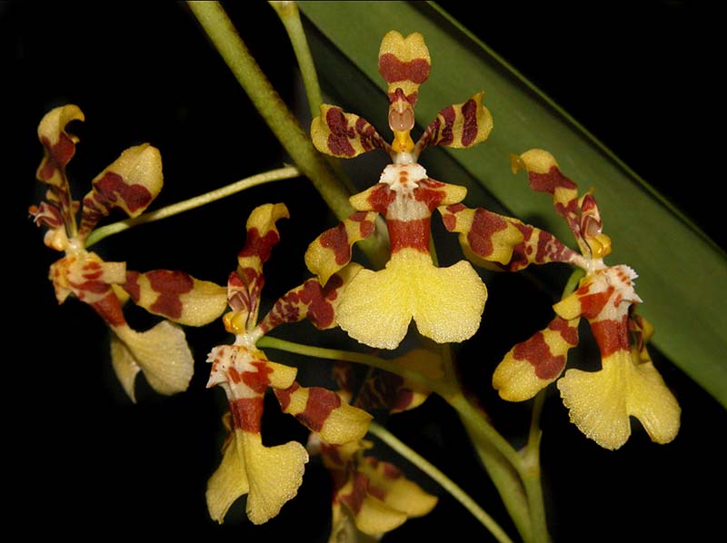 oncidium_obryzatum_ws_cd