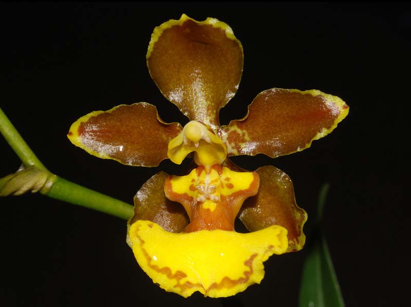 oncidium_oliganthum_ws_cd