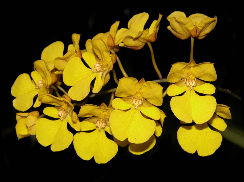 oncidium_onustum_cd