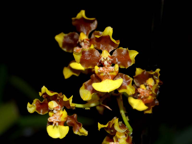 oncidium_powellii_ws_cd