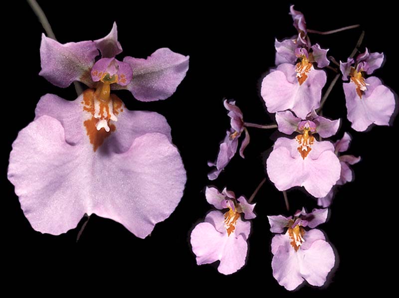 oncidium_pulchellum_cd