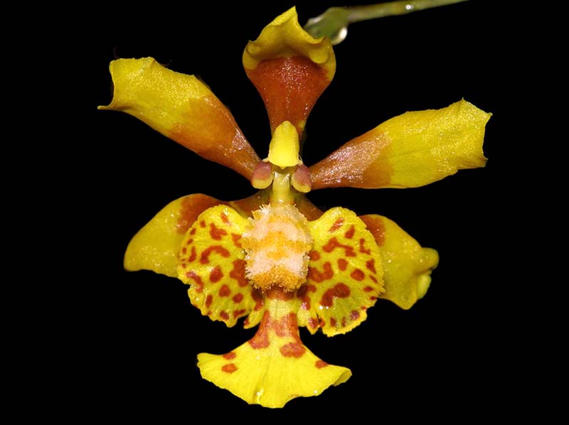 oncidium_pulvinatum_mh_cd