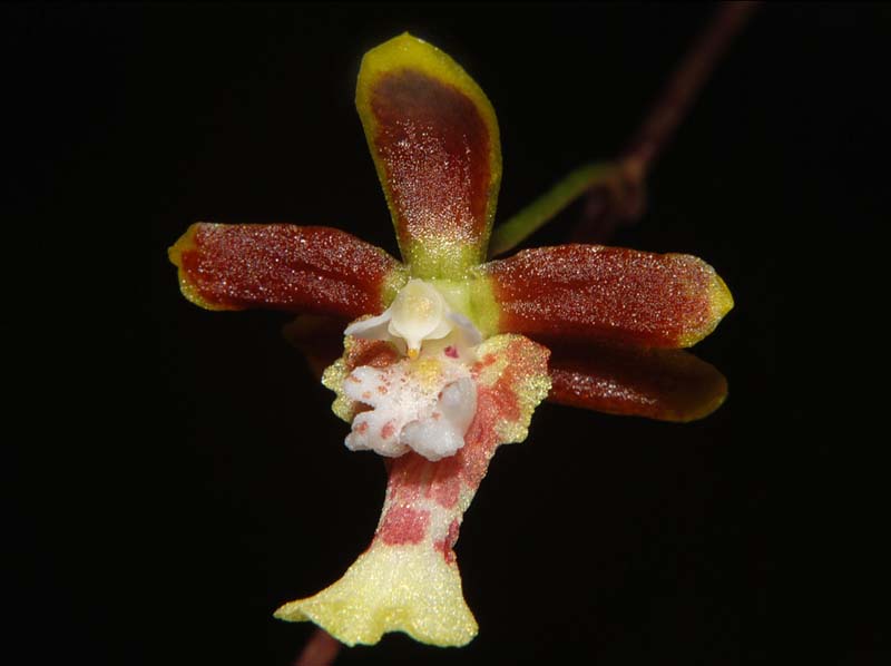 oncidium_quadricorne_ws_cd