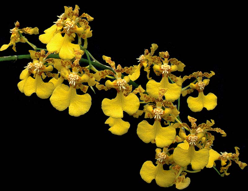 oncidium_schillerianum_cd