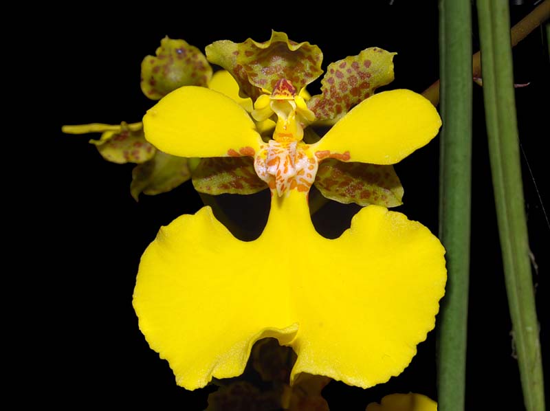 oncidium_sprucei_ws_cd