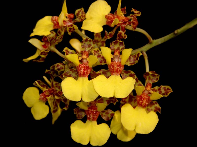 oncidium_stipitatum_ws_cd