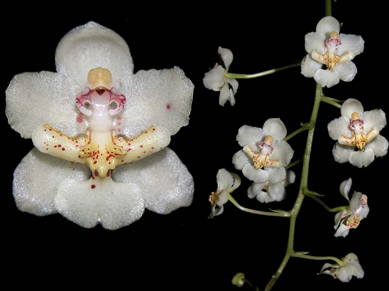 oncidium_stramineum_cd