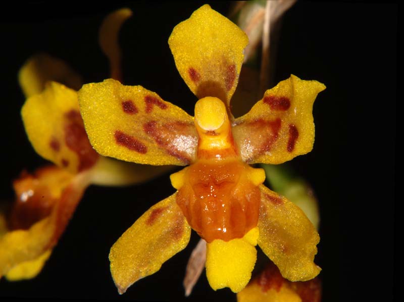 oncidium_tsubotae_ws_cd