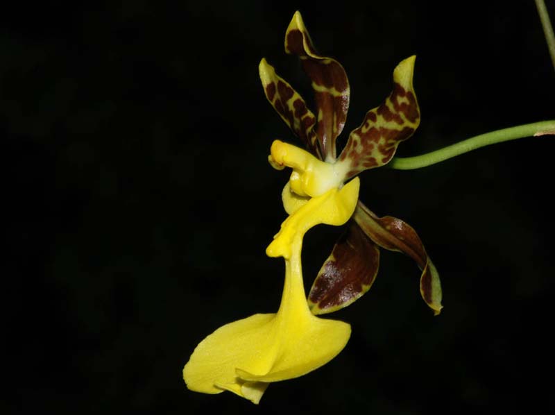 oncidium_unguiculatum2_ip_cd