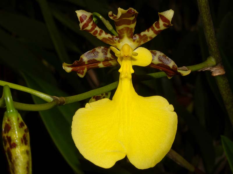 oncidium_unguiculatum_WS_cd