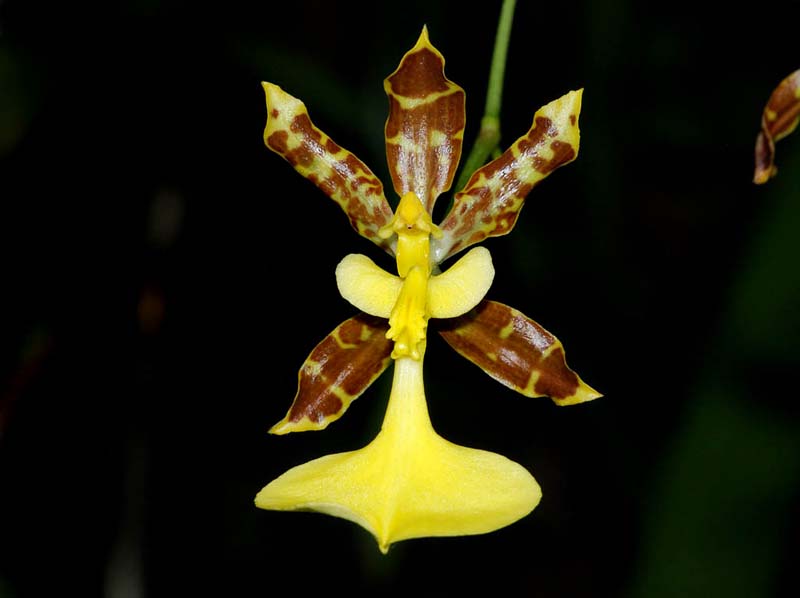 oncidium_unguiculatum_ip_cd