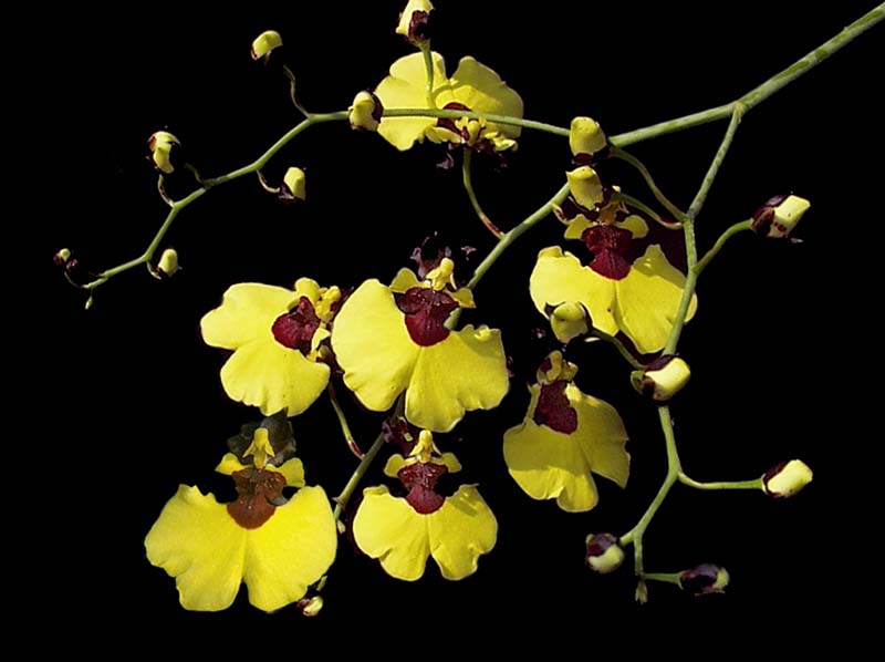 oncidium_varicosum_rogersii_cd