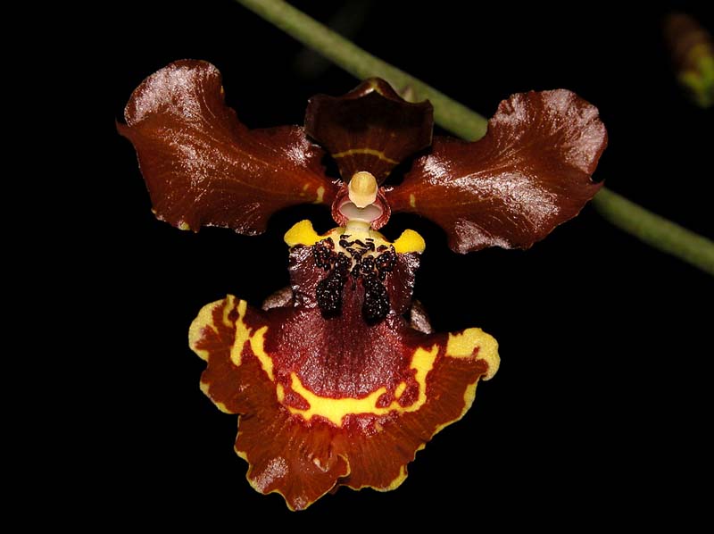 oncidium_zappii_cd