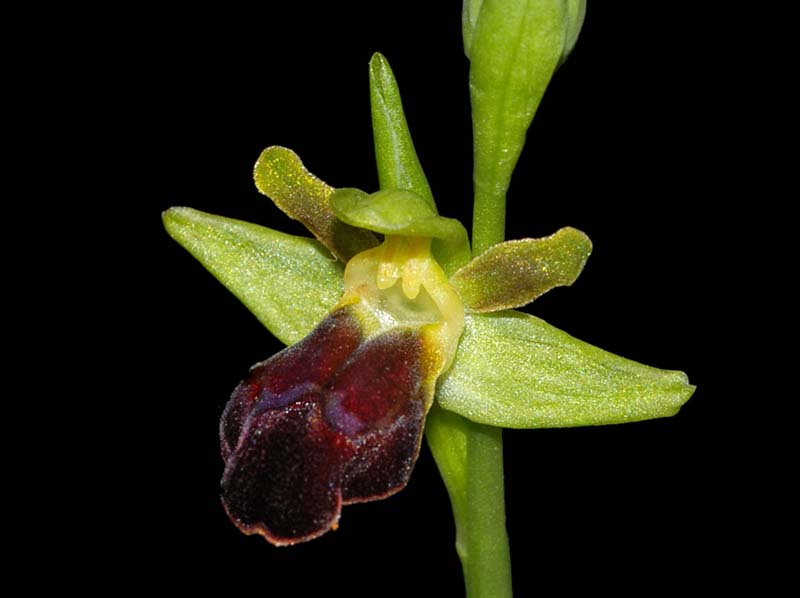 ophrys_fusca_ws_cd