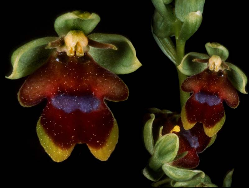 ophrys_insectifera_cd