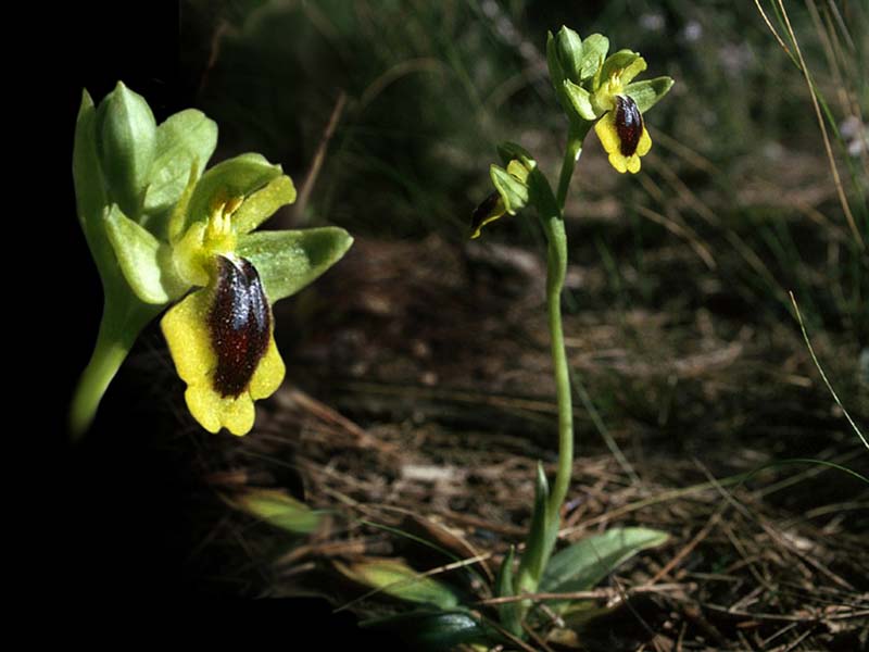 ophrys_lutea_xxl_cd