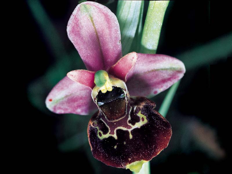 ophrys_species2_cd