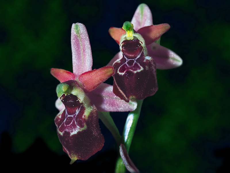 ophrys_species_cd