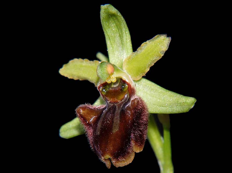 ophrys_sphegodes_ip_cd