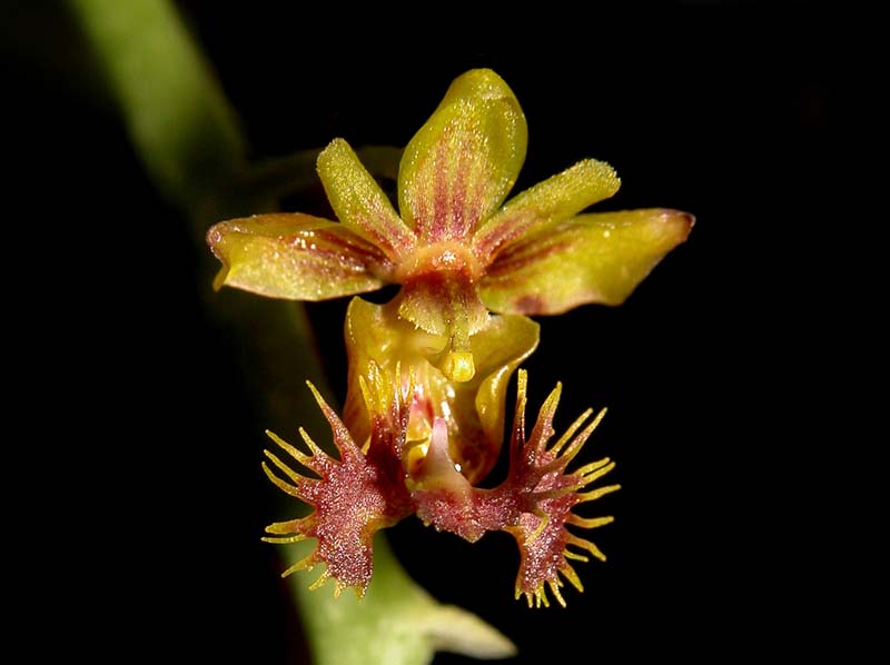 ornithochilus_difformis2_cd