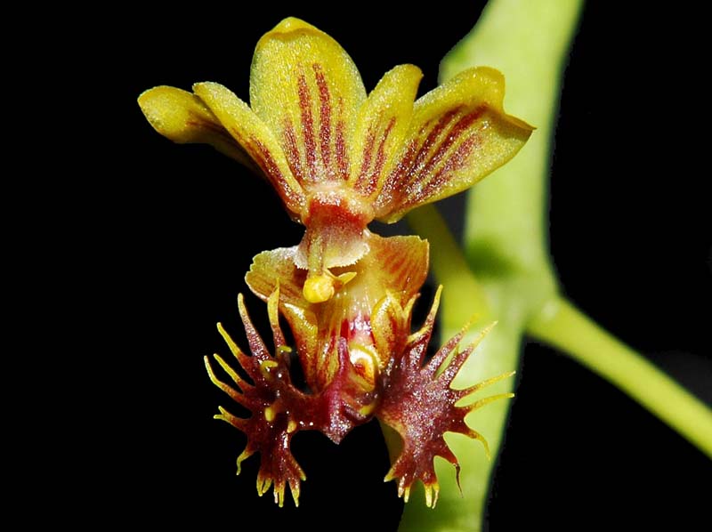 ornithochilus_difformis3_cd