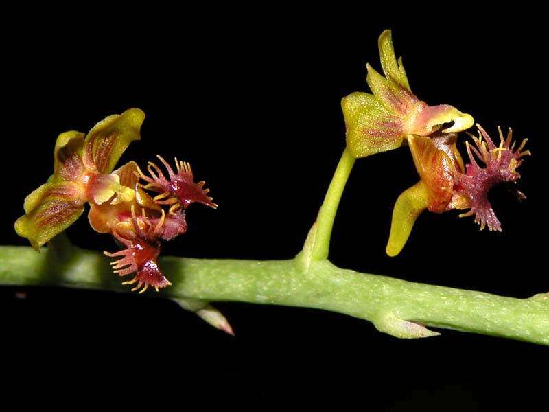 ornithochilus_difformis_cd