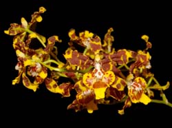 Oncidium_zelenkonianum_ws_cd