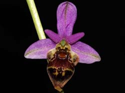 Ophrys_heldreichii_IP_cd