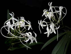 neofinetia_falcata_cd