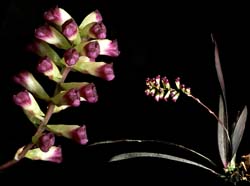 neokoehleria_corydaloides_cd