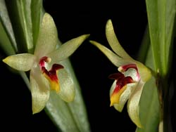 octomeria_grandiflora_cd