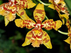 odontocidium_arthurelle_ip_cd