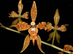 odontoglossum_angustatum2_cd