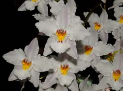 odontoglossum_ardentissimum_ws_cd