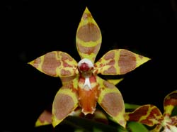 odontoglossum_armatum2_ws_cd