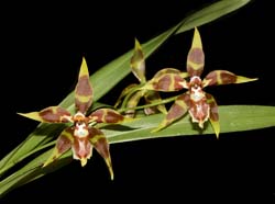 odontoglossum_armatum_cd