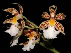 odontoglossum_blandum2_cd