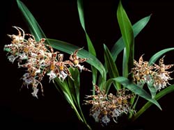 odontoglossum_blandum_cd