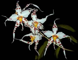 odontoglossum_cirrhosum_cd