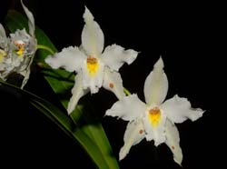 odontoglossum_crispum_WS_cd