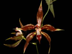 odontoglossum_cristatellum3_cd