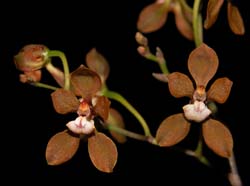 odontoglossum_dalessandroi_cd