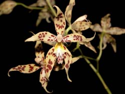 odontoglossum_gloriosum2_cd