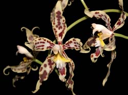 odontoglossum_gloriosum3_cd